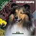 Shetland Sheepdog 2007 Calendar