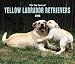 For the Love of Yellow Labrador Retrievers Deluxe 2005 Wall Calendar