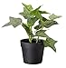 Ikea Artificial Potted Plant, English Ivy, 7.75 Inch