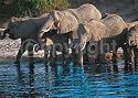 Elephant Family in Botswana Photography Art Poster Print by Roland Lobig, 28x20