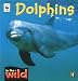 Dolphins (In the Wild)