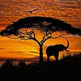 輸入壁紙/African Sunset/サイズ：194x270cm/4-501/Z3K