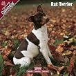 Rat Terrier 2009 Wall Calendar