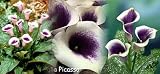 Picasso Calla Lily Bulb - Mint Green and Soft Violet ! - B000OGZ4BK
