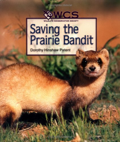 Saving the Prairie Bandit (Wildlife Conservation Society Books)