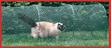 Pet Supplies : Kittywalk Lawn Version Lite Factory Repack