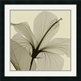 Hibiscus Framed Art Print by Steven N. Meyers,24.2 x 24.2 Framed