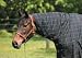 TuffRider 1680D Integrated Neck Thermo Manager Lined Blanket