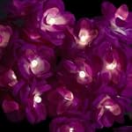 Blaze On Romantic Rose Fairy Lights P...