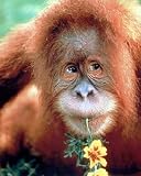 Orangutan 16 x 20 Animals Art Print Posters