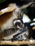 Kirks Red Colobus Monkeys, Adult and Infant on Branch in Tree, Zanzibar Photographic Poster Print by Ariadne Van Zandbergen, 24x32