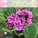 (観葉)セントポーリア(品種おまかせ) 3.5号(1鉢) 本州・四国限定[生体]