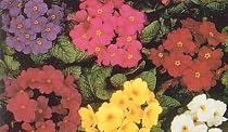 Wanda Supreme Primrose Primula 8 Plants
