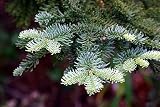 Noble Fir 15 Seeds - Abies procera - Bonsai or Outdoors
