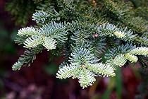 Noble Fir 15 Seeds