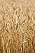 Wheat Field - 36