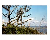 Morris Island Lighthouse Stretched Canvas Poster Print