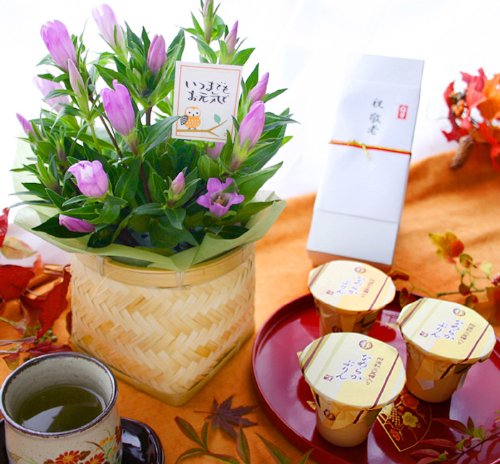 【秋の花りんどうとスイーツのセット】ピンク系リンドウと和三盆糖使用なめらかぷりん3個入り【敬老の日ギフト】セール価格2,980円（通常3310円）