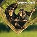 Chimpanzees 2012 Square 12X12 Wall Calendar