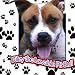 Riley The Lovable Pit Bull