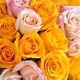 Send Fresh Cut Bulk Flowers - 500 Assorted Roses Wholesale