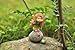 Top Collection Enchanted Story Fairy Garden Little Fairy with Frog Outdoor Statue