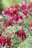 Amazon / Hirts: Perennials; Bleeding Heart: Burning Hearts- Dicentra - Shade - Potted - NEW!