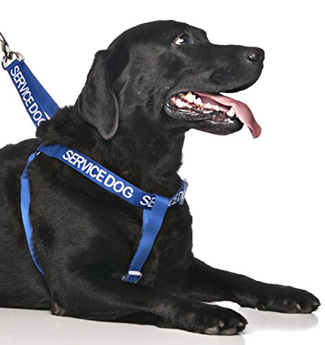 Service Dog Blue Color Coded Alert Warning L XL Non Pull Dog Harness Prevents Accidents By Warning Others of Your Dog in Advance