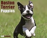 Boston Terrier Puppies 2012 Calendar