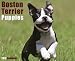 Boston Terrier Puppies 2012 Calendar