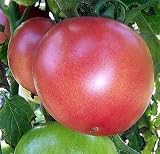 Opal Essence Tomato 15 Seeds - Round, Uniform Fruits