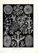 Ernst Haeckel 1904 - Lichenes - Artforms of Nature Kunstformen der Natur Fine Art Pri...