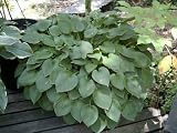 Hosta 'Blue Cadet'
