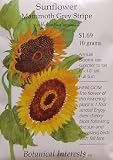 Mammoth Grey Stripe Sunflower Heirloom Seeds - B000WY4ALE
