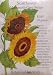 Mammoth Grey Stripe Sunflower Heirloom Seeds