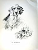 c1933 DOGS SKETCH BARKER BEAGLE SLEEPING BULLDOG PETS