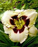 Canadian Border Patrol Daylily
