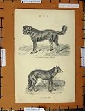 Antique Print C1800-1870 Tibet Dog Wolf Lupus Animals
