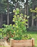 cucumbers trellis:Chicken Wire Trellis