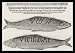 Gottfried von Kempen (Report of wondrous herring in the Norwegian Sea and from ducks and geese in Croatia, December 1587) Framed Art Poster Print - 11 X 17