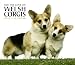 Welsh Corgis, For the Love of 2010 Deluxe Wall (Multilingual Edition)
