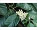 Photographic Prints of Cmb-909 Blossoms Of Coffee Plant from Ardea Wildlife Pets