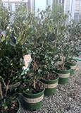 Pink Yuletide Camellia, Two Gallon Container by Monrovia Growers
