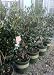 Pink Yuletide Camellia, Two Gallon Container by Monrovia Growers