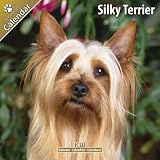 Kalender 2011 Silky Terrier - Australian Silky Terrier