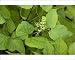 Photographic Prints of Asian or Korean Ginseng in flower from Ardea Wildlife Pets