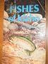 Fishes of Idaho (A Northwest naturalist book)