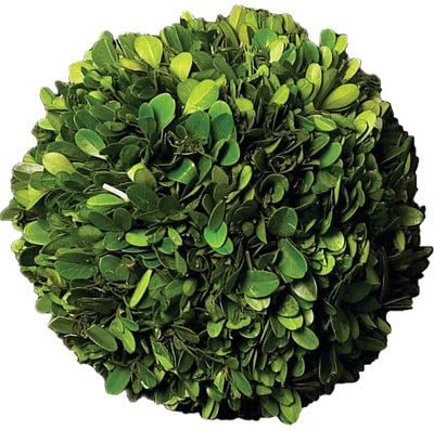 Preserved Greens Ball Wreath [Set of 4] Size: 6.7" H x 6.3" W x 6" D