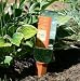 Plant Nanny 6051 Wine Bottle Stakes