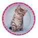 Rachael Hale Glamour Cats 9